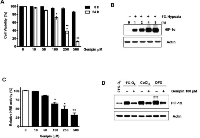 Fig. 1. Effect of hypoxia and Genipin on intracellular level of HIF-1α in HeLa cells. (A) Cells were treated with various concentrations (10–500 μM) of Genipin for 24 h