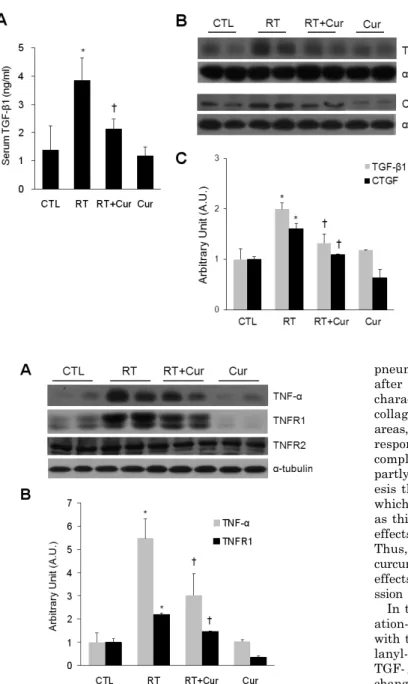Fig. 3. Effects of curcumin on serum TGF-β1 and  lung TGF-β1 and CTGF expression in irradiated  rats