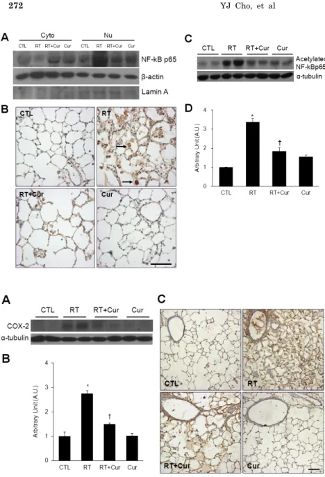 Fig. 5. Effects of curcumin on NF-κB p65  nuclear translocation in irradiated rat lung
