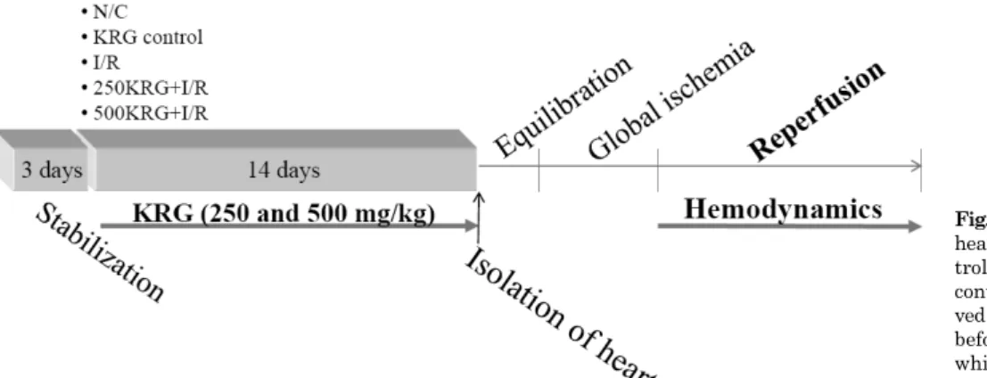 Fig. 1. Experimental protocol. The  hearts were divided into normal  con-trol group (N/C), KRG concon-trol, I/R  control, 250KRG＋I/R, which  recei-ved administration of 250 mg/kg KRG  before ischemia and 500KRG＋I/R,  which received 500 mg/kg KRG  be-fore i