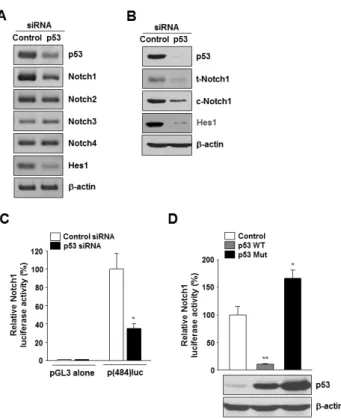 Fig. 1. Localization and identification of a 53-binding site in human  Notch1 promoter