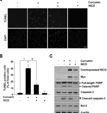 Fig. 4. Effects of overexpression of active Notch1 on curcumin-  induced apoptosis. MDA-MB-231 cells were transfected with an  empty vector control or a mammalian expression vector encoding Myc-tagged NICD