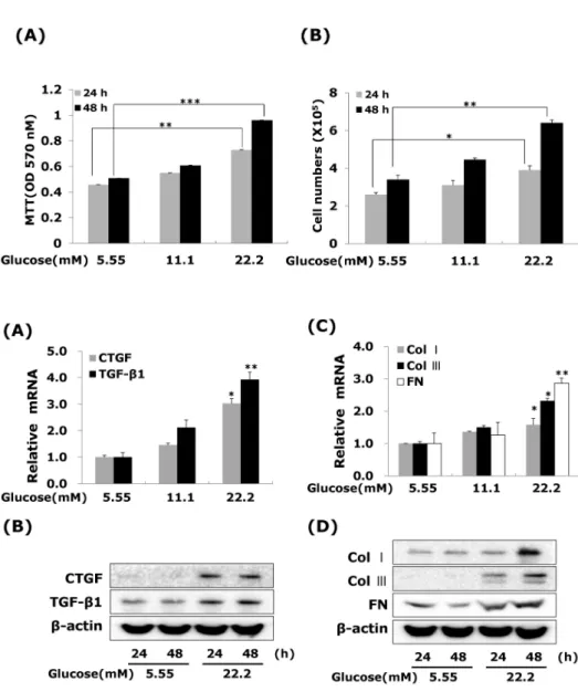 Fig. 2. High glucose increases CTGF,  TGFβ1, and ECM components mRNA  and protein expressions in VSMCs
