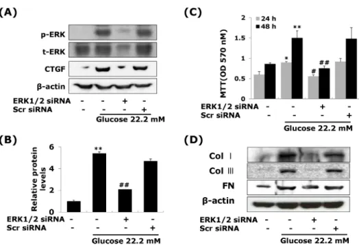 Fig. 5. ERK1/2 siRNA transfection  reduces high glucose-induced CTGF,  ECM protein expression and cell  proliferation in VSMCs