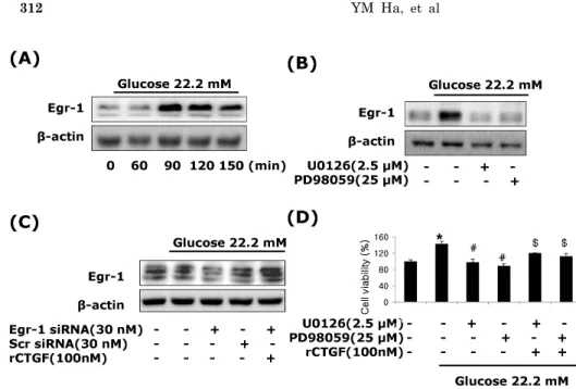 Fig. 6. CTGF regulated by Egr-1 th- th-rough ERK1/2 MAPK signaling in  high glucose-induced VSMCs