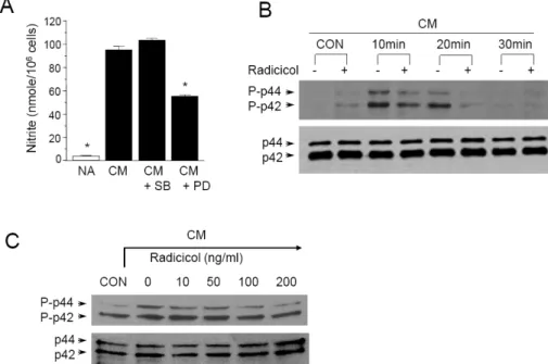 Fig. 5. Inhibition of p44/42 phosphory- phosphory-lation by Radicicol in CM-stimulated  MIN6N8a cells
