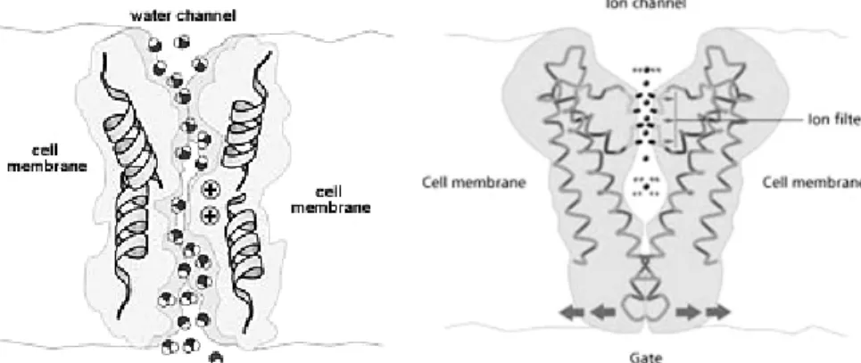 Fig. 8. Water and ion molecules transport through inner channel of cell membrane[25].