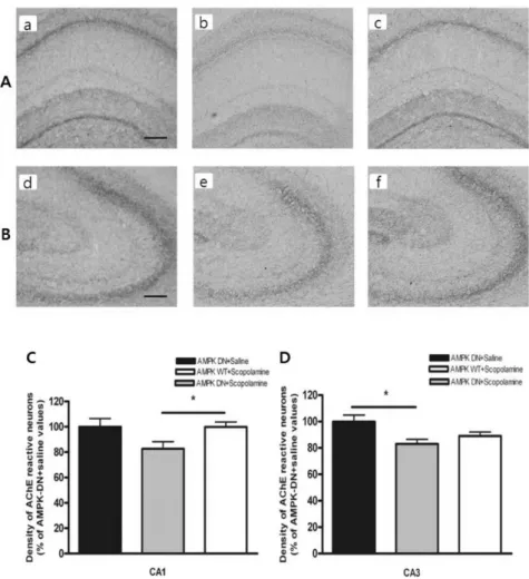 Fig. 3. Density of the AchE-reactive neurons  in hippocampal CA1 and CA3 of the  ex-perimental groups