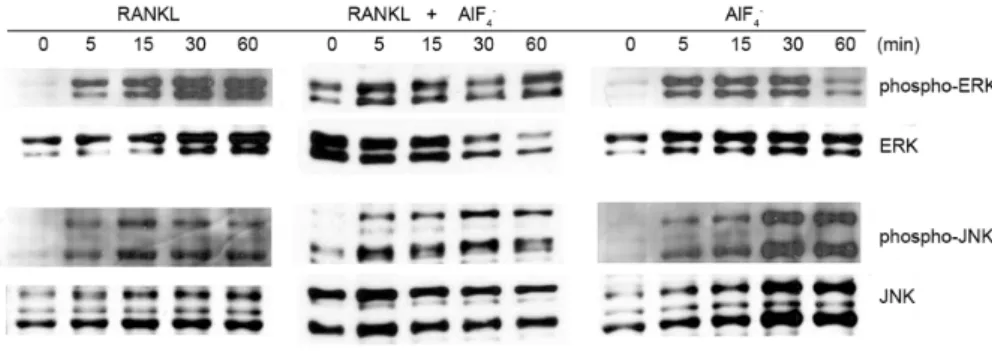 Fig. 4. Phosphorylation of MAPK in  BMMs induced by RANKL and AlF 4 − .  To confirm the phosphorylation of  MAPK in response of RANKL and/or  AlF 4 −