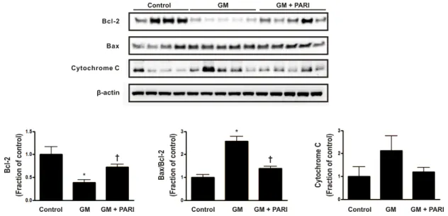 Fig. 1. Immunoblotting of Bax and Bcl-2 in renal cortex/OSOM. GM treatment, compared with vehicle treatment, significantly decreased  Bcl-2 expression, while co-administration of paricalcitol restored Bcl-2 expression level