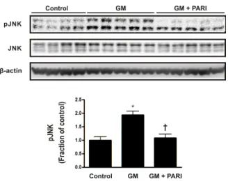 Fig. 6. the Immunoblotting of nitro-tyrosine in renal cortex/OSOM. 