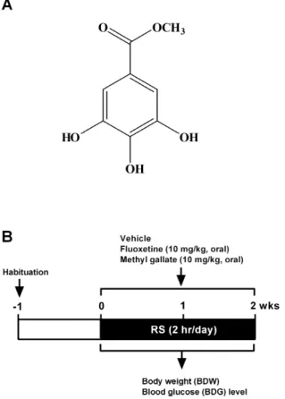 Fig. 1. Structure of methyl gallate and experimental design. (A)  Structure of methyl gallate (MG)