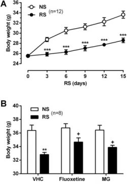 Fig. 2. Effect of MG on RS-induced BDW loss. (A) BDW was  measured every 3 days in NS and RS (2 h/day for 14 days) groups