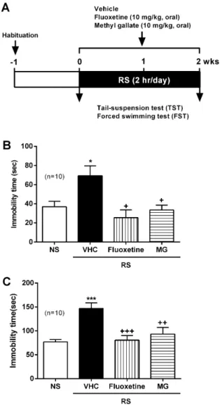 Fig. 5. Effect of MG on RS-induced depressive behaviors. (A)  Experimental design for behavioral analyses