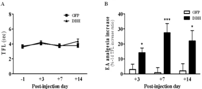 Fig. 1. Effects of adenoviral gene transfer of DBH on the basal pain  threshold and EA analgesia