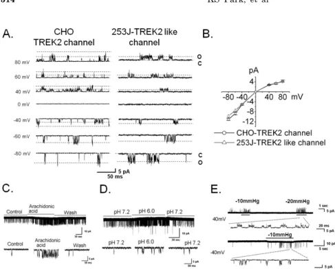 Fig. 2. The physiologic properties of  TREK2 at a single channel level in  bladder cancer 253J cells