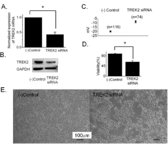 Fig. 3. The effect of TREK2 knockdown on the growth of 253J  bladder cancer cells. (A and B) TREK2 mRNA and protein levels  in 253J cell were determined after knockdown of TREK2 by siRNA  through qRT-PCR and Western blot