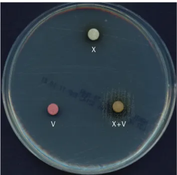 Fig. 2. Use of X, V, and X+V factor disks for determining growth factor  requirements