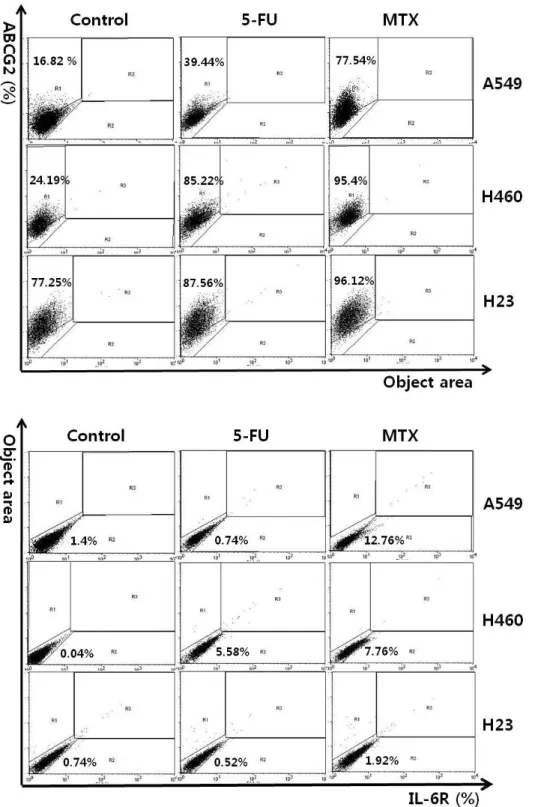 Fig. 1. Analysis of ABCG2 expres- expres-sion after 5-FU or MTX treatment. 