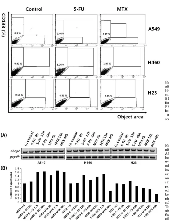 Fig. 4. Gene expression of abcg2 after 5-FU or MTX treatment. (A)  A549, H460, and H23 non-small cell  lung cancer cell lines were treated  with 5-FU (25 μg/ml) or MTX (50 μg/ 