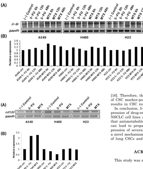 Fig. 5. Gene expression of IL-6R after 5-FU or MTX treatment. (A)  A549, H460, and H23 non-small cell  lung cancer cell lines were treated  with 5-FU (25 μg/ml) or MTX (50 μg/ 