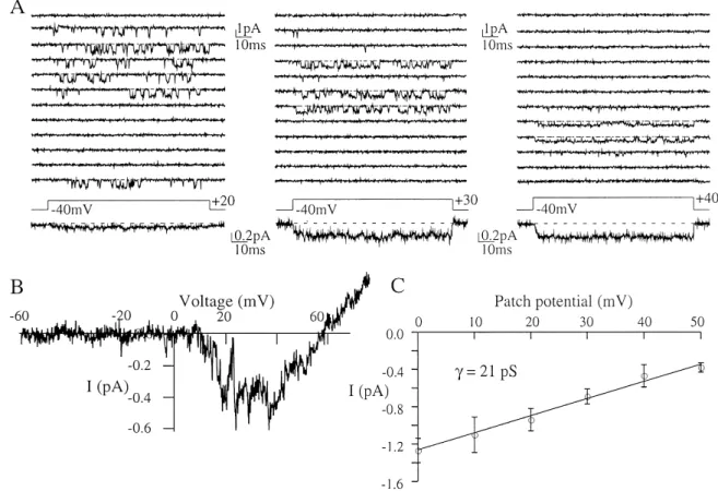 Fig. 2. Effects of cholic acid (CA) on open probability (Po) of N-type  Ca 2＋  channel measured from patches containing a single N-type  Ca 2＋  channel