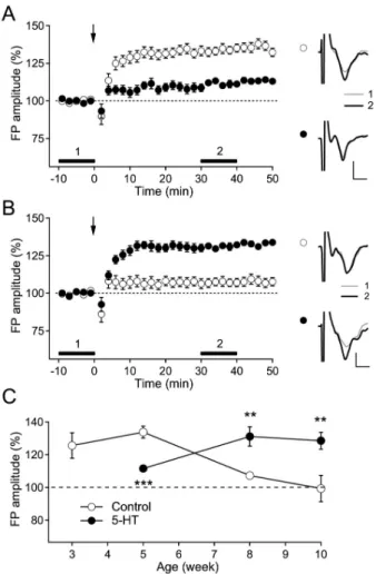 Fig. 1.  Switching  effect  of  5-HT  on  the  induction  of  LTP  in  the  rat visual cortex