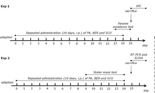 Fig. 1. Experimental schedules of  scopolamine-induced spatial memory impairments in the rats