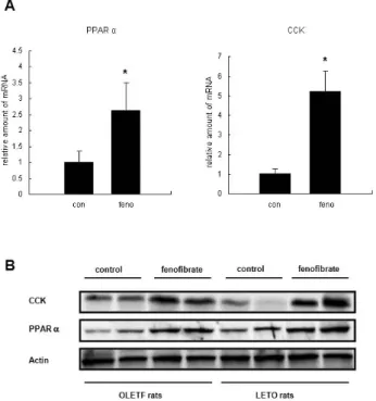 Fig. 2. Effects of fenofibrate on the expression of PPARα and CCK  in the small intestines of LETO and OLETF rats