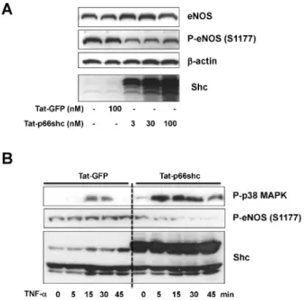 Fig. 4. Tat-p66shc transduction decreased endothelial nitric oxide  synthase (eNOS) phosphorylation in culture MS-1 endothelial cells