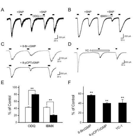 Fig. 3. Involvement of guanylyl cyclase and cGMP in the effects of SNP on I cap . (A) The representative trace shows I cap  during the control  situation, the application of 100 μM SNP, and the application of SNP in the presence of 10 μM ODQ