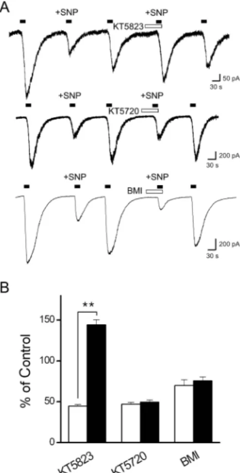 Fig. 4. Effect of the protein kinase G inhibitor, KT5823 on the  inhibitory effect of SNP on I cap 
