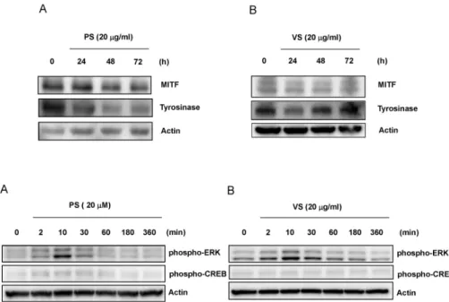 Fig. 3. The dipeptides PS and VS  downregulate MITF and tyrosinase  expression in Mel-Ab cells