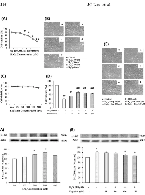 Fig. 1. Effect of H 2 O 2  on the cell  viability of feline EECs and Effect of  eupatilin on the H 2 O 2 -induced cell  viability