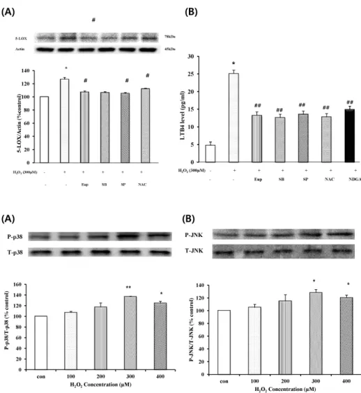 Fig. 3. The effect of eupatilin,  SB202190, SP600125 or NAC on the  H 2 O 2 -induced 5-LOX expression and  LTB 4  production
