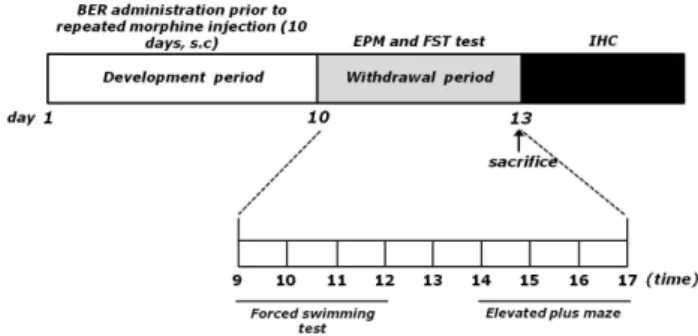 Fig. 1. Experimental schedule of morphine withdrawal-induced  depression- and anxiety-like behaviors in rats.