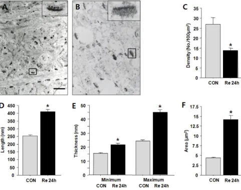 Fig. 3. Electron micrographs of EPTA stain- stain-ing of stratum lucidum in the CA3 area of  organotypic hippocampal slice cultures after OGD/reperfusion