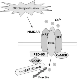 Fig. 5. Aschematic illustration of the interaction of NMDARs with  PSD-95 and CaMKII.