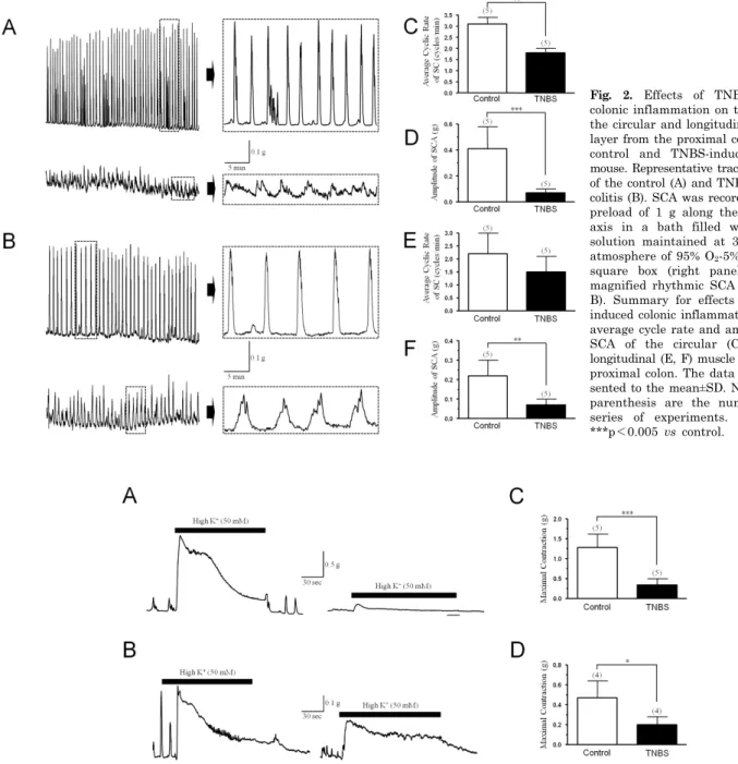 Fig. 2. Effects of TNBS-induced  colonic inflammation on the SCA of  the circular and longitudinal muscle  layer from the proximal colon of the  control and TNBS-induced colitis  mouse