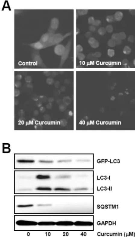 Fig. 2. Curcumin induces GFP-LC3 puncta formation and endogen- endogen-ous LC3 conversion, and degradation of autophagy substrates
