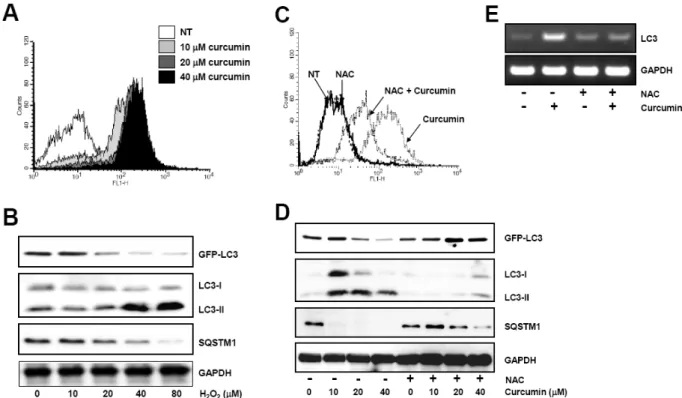 Fig. 3. Curcumin-generated ROS production is involved in autophagy induction. (A) HCT116 cells were treated as in Fig