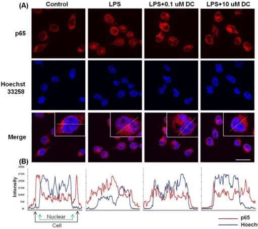 Fig. 6.  Blockade  by  DC  of  nuclear  translocation of the p65 subunit of  NF-kB in LPS-stimulated BV2  microglial cells