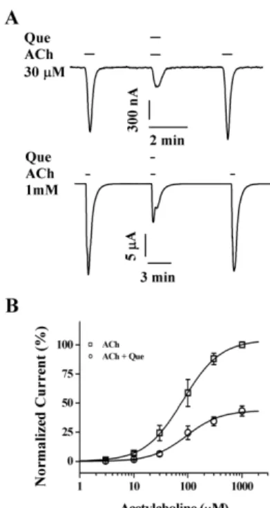 Fig. 4. Concentration-dependent effects of acetylcholine on  quercetin-mediated inhibition of I ACh 
