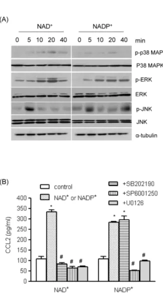 Fig. 3. The roles of MAPKs in NAD ＋ - and NADP ＋ -mediated CCL2  release. (A) Human AoSMCs were exposed to NAD ＋  or NADP ＋ for the indicated time periods, after which an equal amount of  protein was subjected to Western blot analysis using antibodies for 