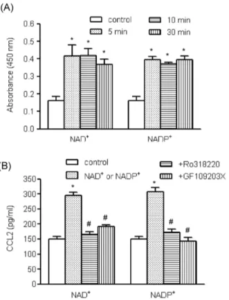 Fig. 6. The roles of NADPH oxidase in NAD ＋ - and NADP ＋ -mediated CCL2 release. Human AoSMCs were incubated for 1 h  with DPI (10 μM) and stimulated with NAD ＋  or NADP ＋ 