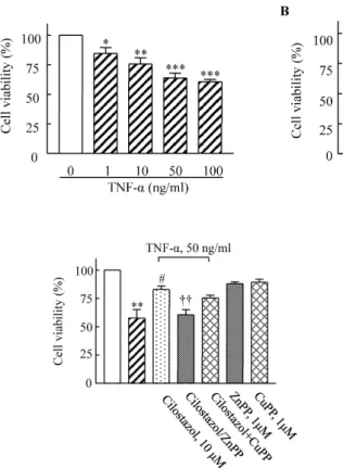 Fig. 1. Dose-dependent cytotoxic  effects of TNF-α (1∼100 ng/ml) on  HUVECs (A) and suppression of  these effects by cilostazol (B)