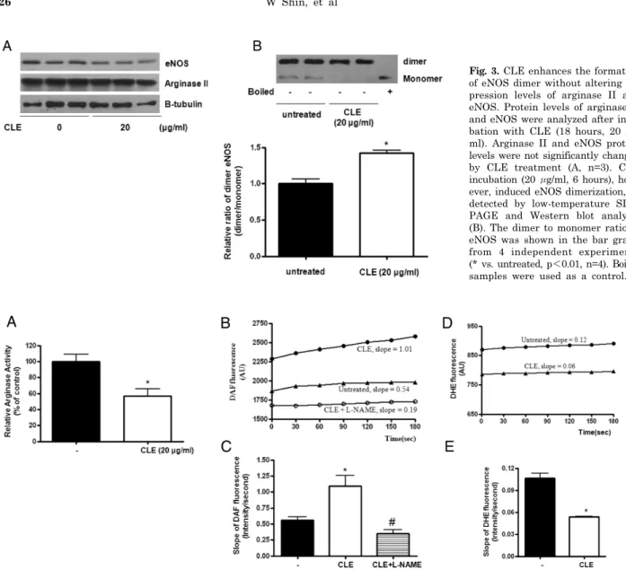 Fig. 3. CLE enhances the formation  of eNOS dimer without altering  ex-pression levels of arginase II and  eNOS