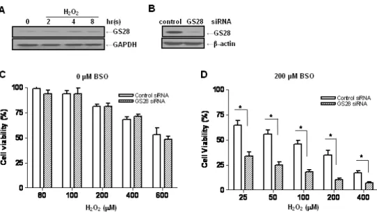 Fig. 1. Increase of H 2 O 2 -induced cytotoxicity by silencing gene expression of the GS28 in glutathione (GSH)-depleted neuronal cells