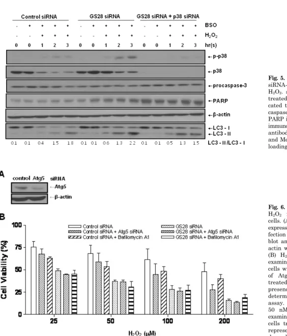 Fig. 5. Immunoblot analysis in GS28  siRNA-transfected cells treated with  H 2 O 2 . siRNA-transfected cells were  treated with 100 μM H 2 O 2  for  indi-cated times