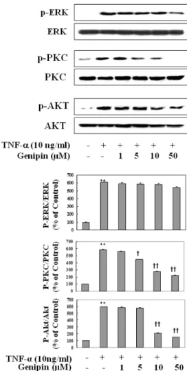 Fig. 5. Time- and concentration-dependent induction of PPAR-γ protein in TNF-α-induced HUVECs